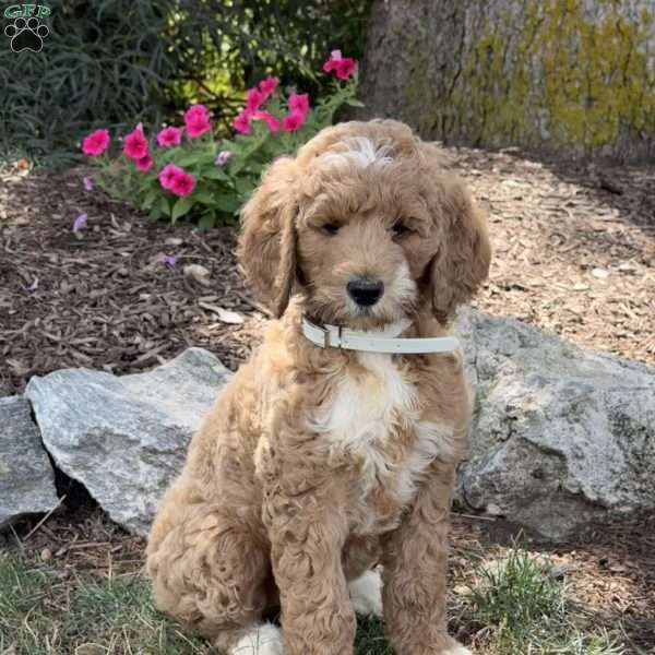 Pinky, Goldendoodle Puppy