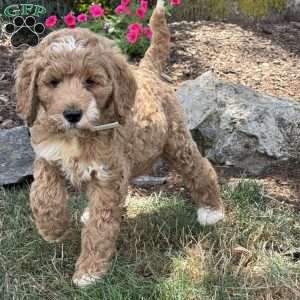 Pinky, Goldendoodle Puppy