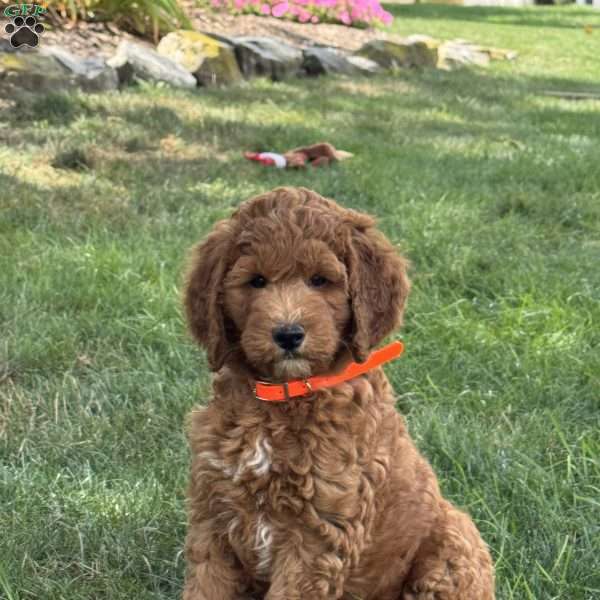 Pixie, Goldendoodle Puppy