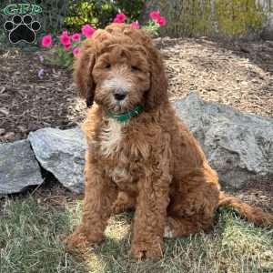 Penny, Goldendoodle Puppy