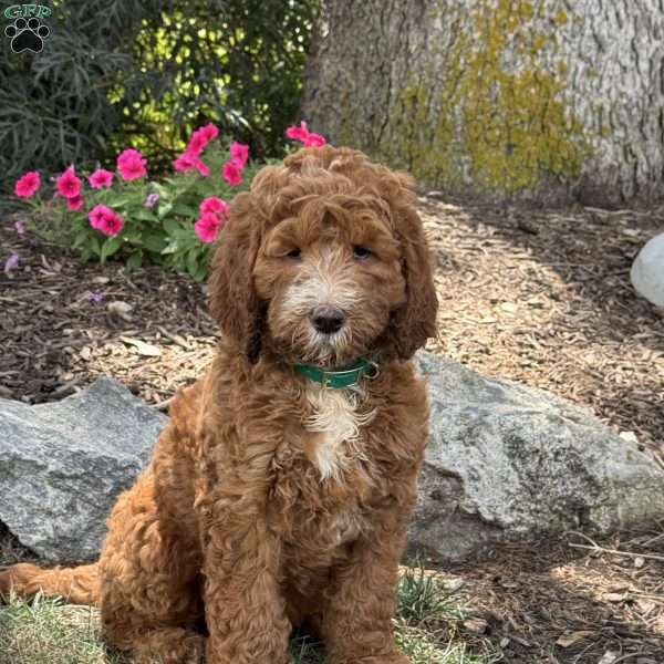 Penny, Goldendoodle Puppy