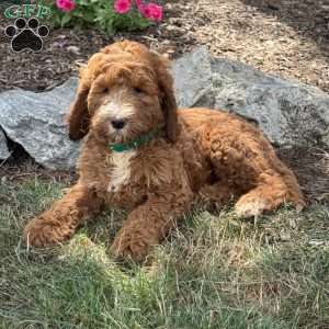 Penny, Goldendoodle Puppy