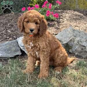 Pixie, Goldendoodle Puppy