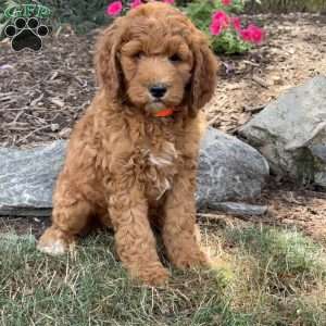 Pixie, Goldendoodle Puppy