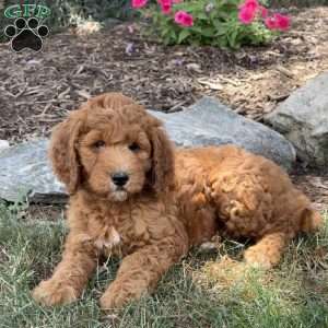 Pixie, Goldendoodle Puppy