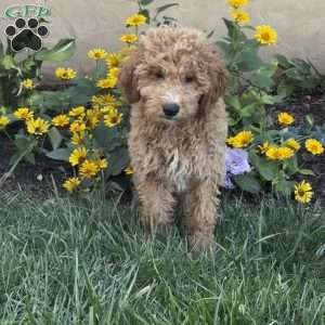 Forest, Mini Goldendoodle Puppy