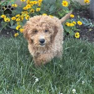 Forest, Mini Goldendoodle Puppy