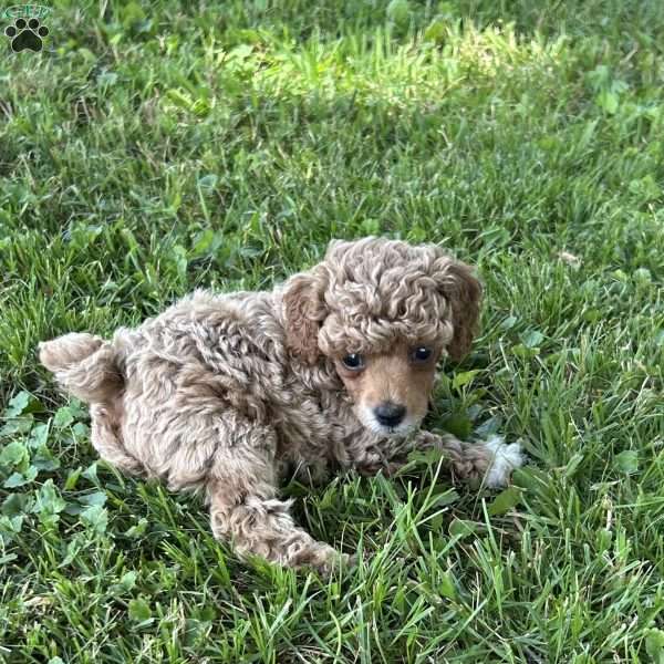Penny, Toy Poodle Puppy