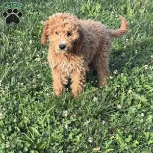 Forest, Mini Goldendoodle Puppy