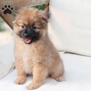 Shadow, Pomeranian Puppy