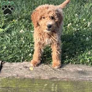 Forest, Mini Goldendoodle Puppy