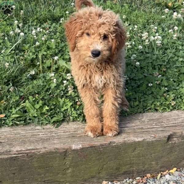 Forest, Mini Goldendoodle Puppy