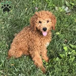 Fudge, Mini Goldendoodle Puppy