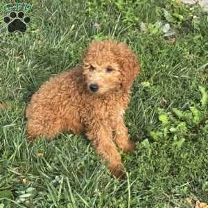 Fudge, Mini Goldendoodle Puppy