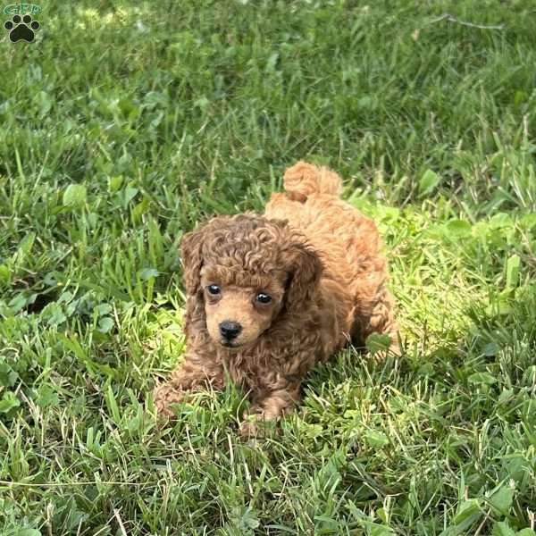 Pearl, Toy Poodle Puppy