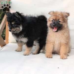 Shadow, Pomeranian Puppy
