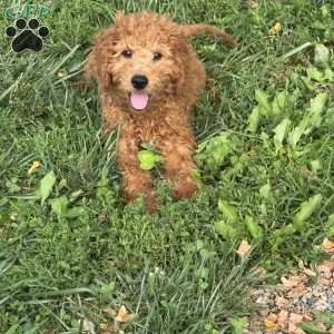 Fudge, Mini Goldendoodle Puppy