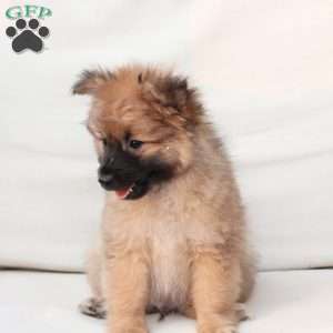 Shadow, Pomeranian Puppy
