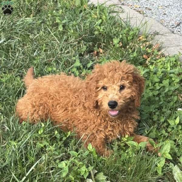 Fudge, Mini Goldendoodle Puppy