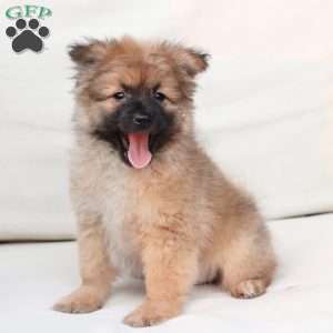 Shadow, Pomeranian Puppy