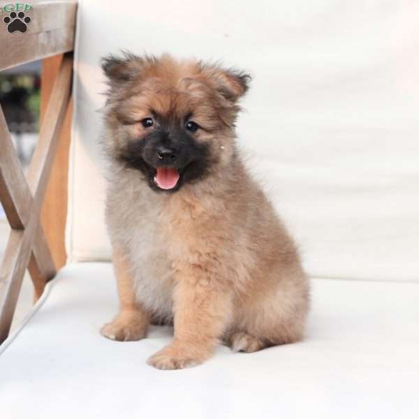 Shadow, Pomeranian Puppy
