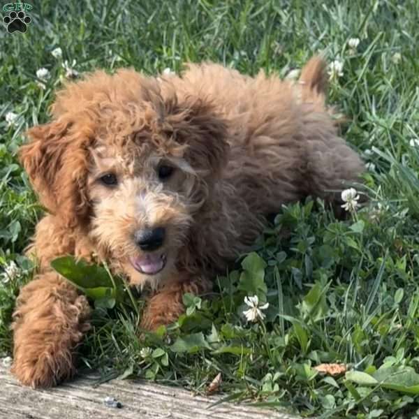 Freddy, Mini Goldendoodle Puppy