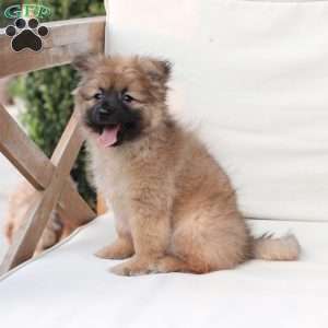 Shadow, Pomeranian Puppy