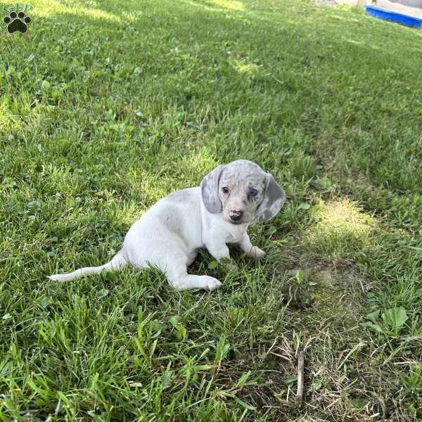 Gina, Dachshund Puppy