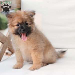 Shadow, Pomeranian Puppy