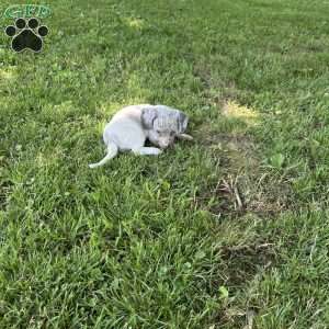 Gina, Dachshund Puppy