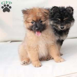 Ravon, Pomeranian Puppy
