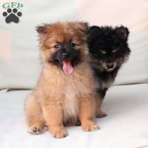 Ravon, Pomeranian Puppy