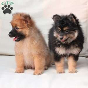 Shadow, Pomeranian Puppy