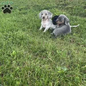 Gina, Dachshund Puppy