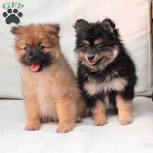 Ravon, Pomeranian Puppy
