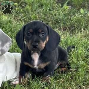 Gizelle, Dachshund Puppy
