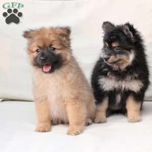 Shadow, Pomeranian Puppy