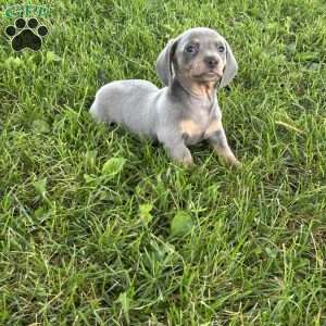 Georgia, Dachshund Puppy