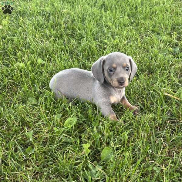 Georgia, Dachshund Puppy