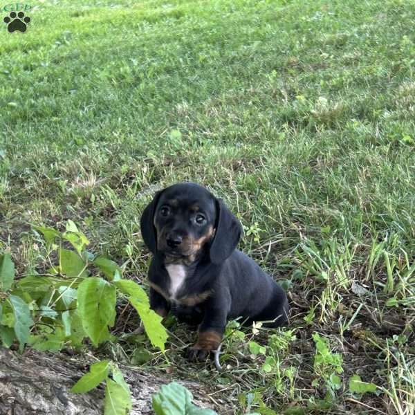 Gizelle, Dachshund Puppy