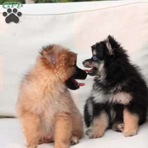 Shadow, Pomeranian Puppy