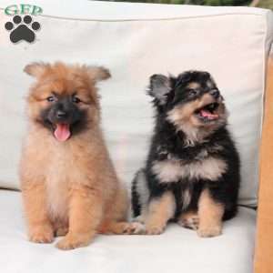 Ravon, Pomeranian Puppy