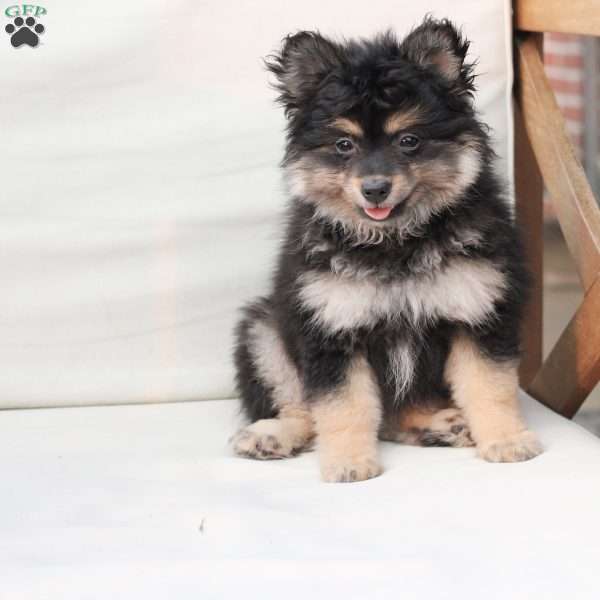 Ravon, Pomeranian Puppy