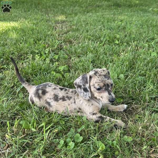 Valencia, Dachshund Puppy