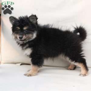 Ravon, Pomeranian Puppy