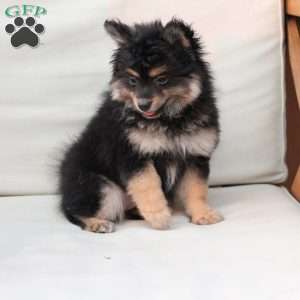 Ravon, Pomeranian Puppy