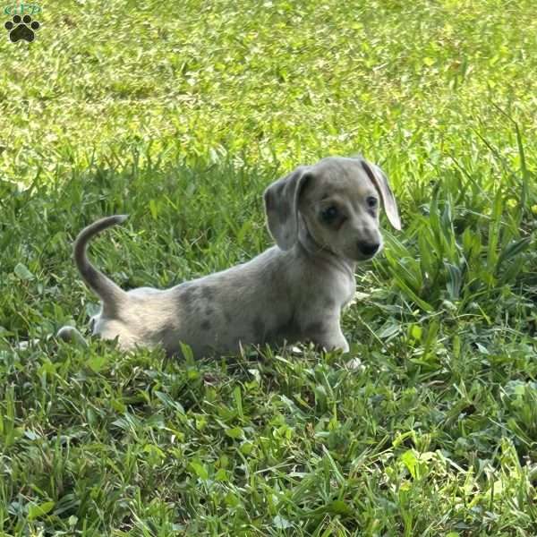 Vivian, Dachshund Puppy