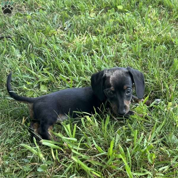 Victor, Dachshund Puppy