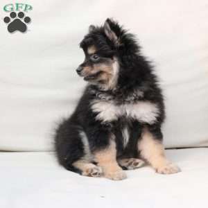 Ravon, Pomeranian Puppy