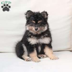 Ravon, Pomeranian Puppy
